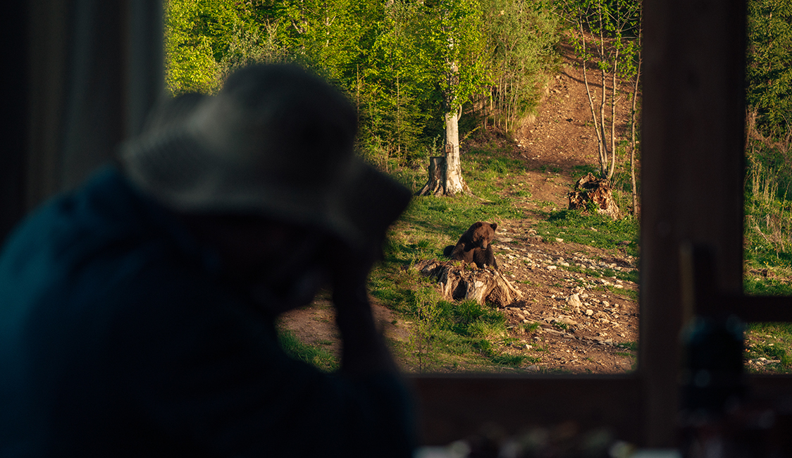 man photographing a bear from inside Bunea wildlife watching hide