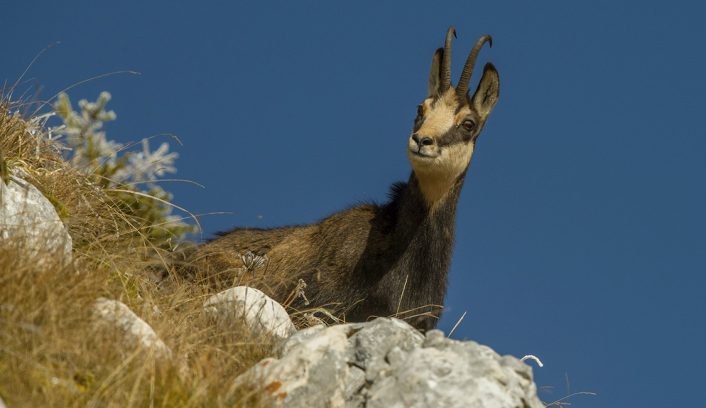 A chamois looking over a rock in the Piatra Craiului mountains in Romania.
