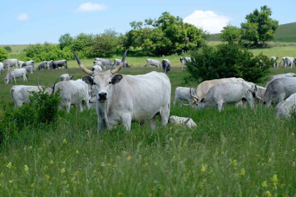 Transylvanian Grey Cattle at Cobor Biodiversity Farm