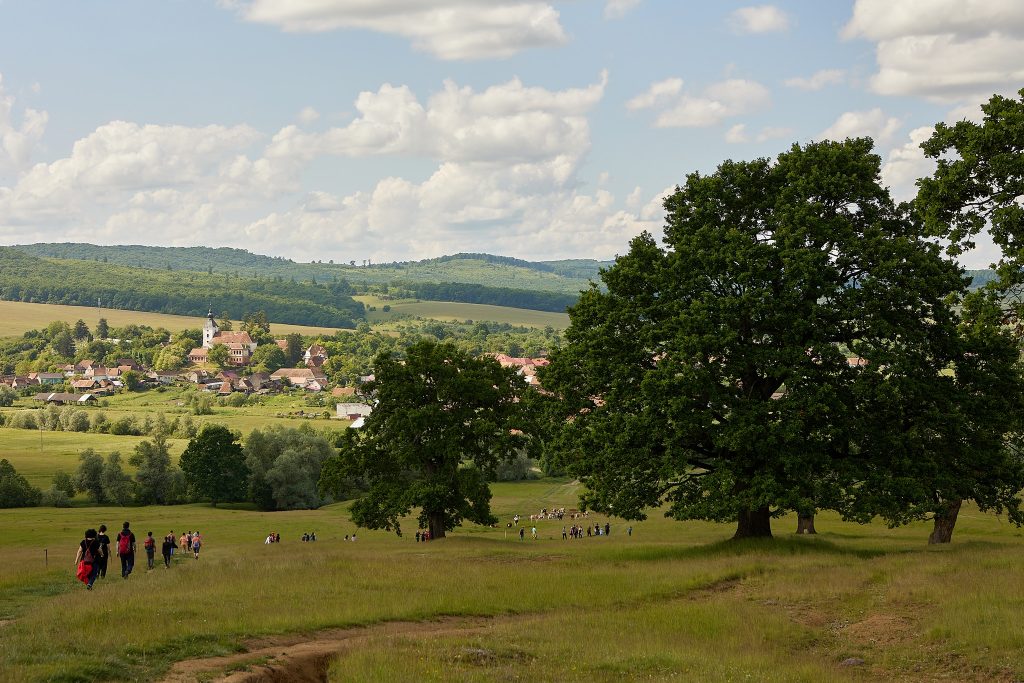 Stejarii seculari de la satul transilvanean Cobor