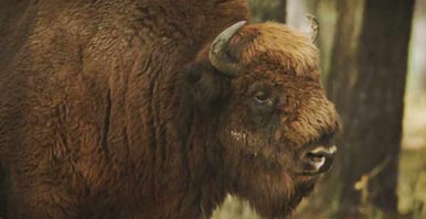 Bison Tracking Day Tour