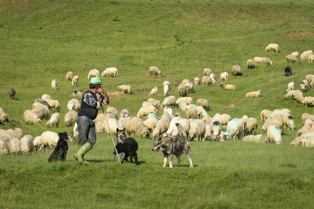 Stoenesti village traditional shepherding